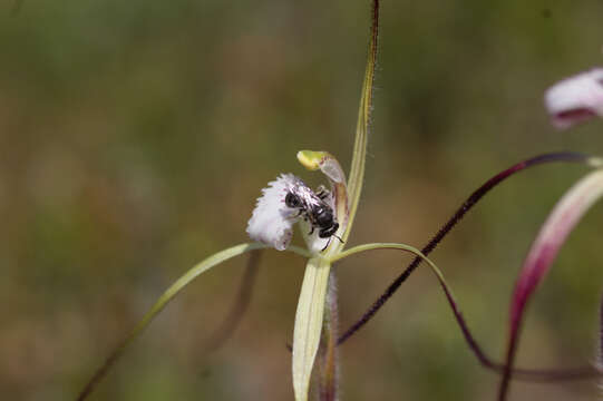 Image of Yellow spider orchid