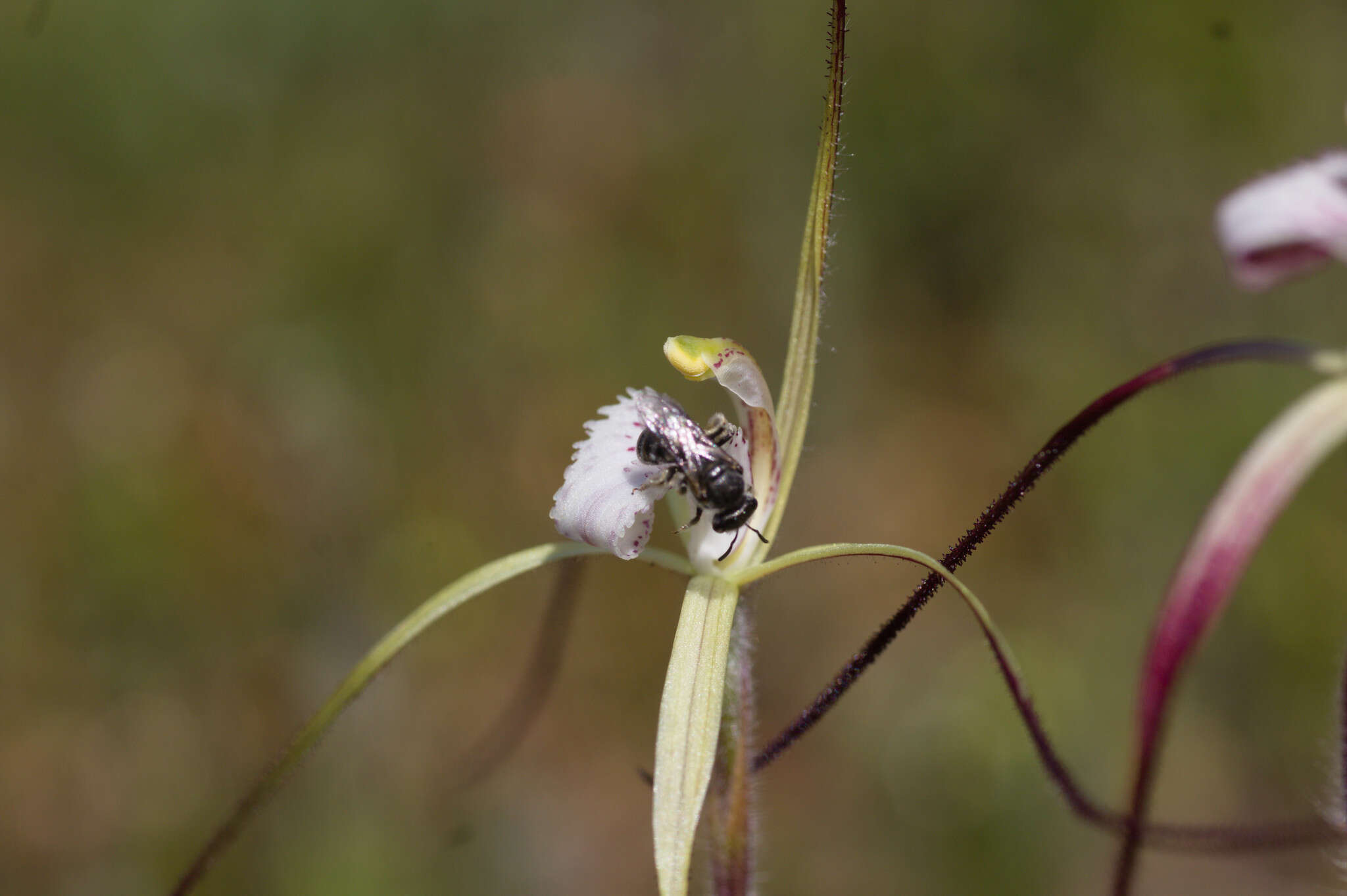 Image of Yellow spider orchid