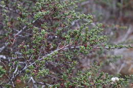 Image of sandscrub ceanothus