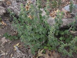 Image of horehound