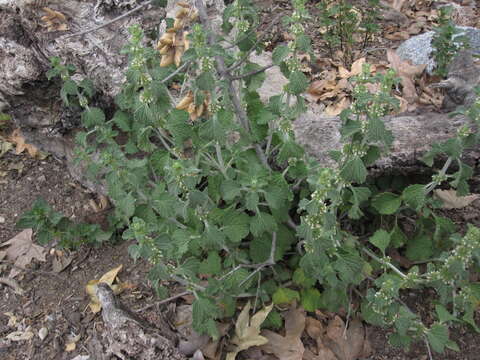 Image of horehound