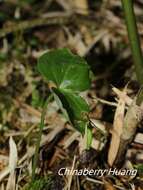 Image of Cypripedium debile Rchb. fil.