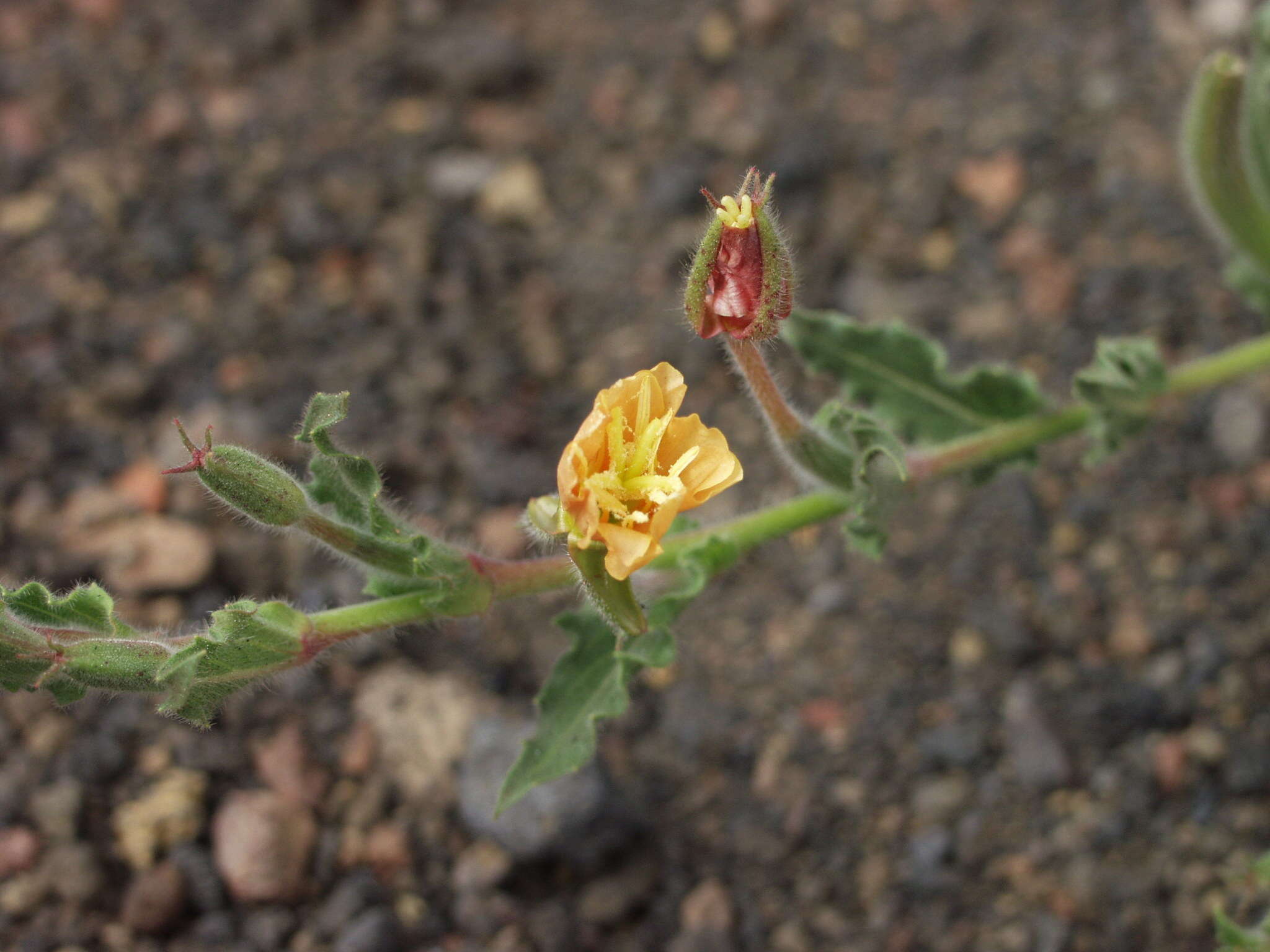 Imagem de Oenothera indecora Camb.