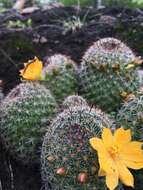 Image de Mammillaria beneckei Ehrenb.