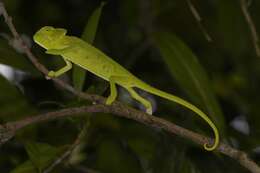 Image of Asian Chameleon