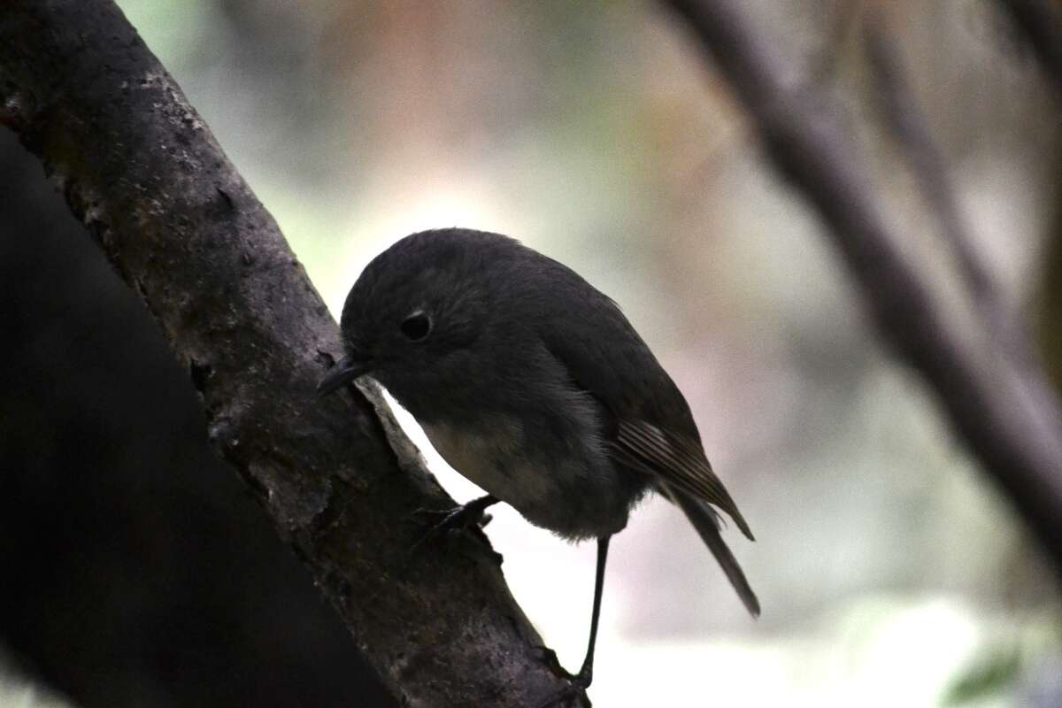 Petroica australis australis (Sparrman 1788)的圖片