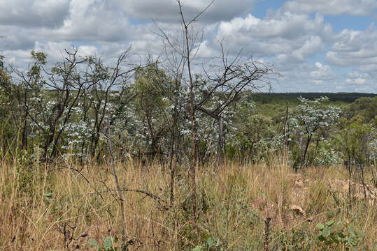 Image of Eucalyptus shirleyi Maiden