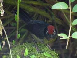 Image of White-rimmed Brush Finch