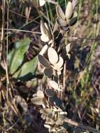 Image of Mimosa lanuginosa Burkart