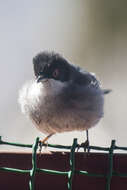 Image of Sardinian Warbler