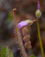 Image de Drosera filiformis var. filiformis