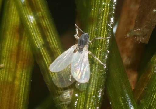 Imagem de Clunio californiensis Hashimoto 1974