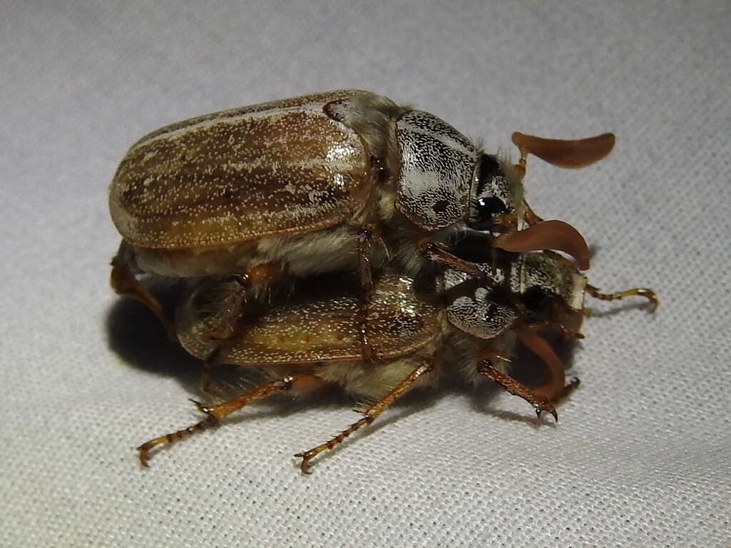 Image of Polyphylla pottsorum Hardy 1978