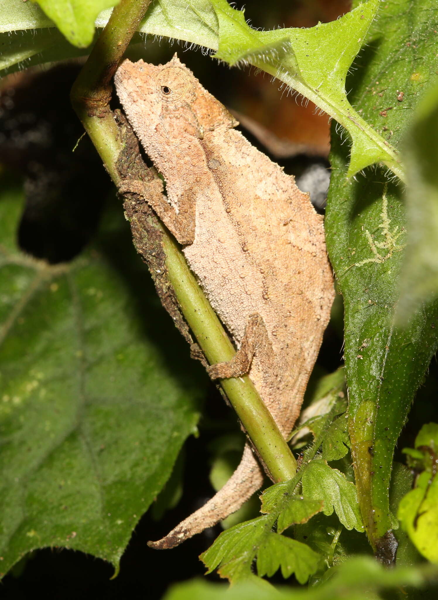 Image of Elongate Leaf Chameleon