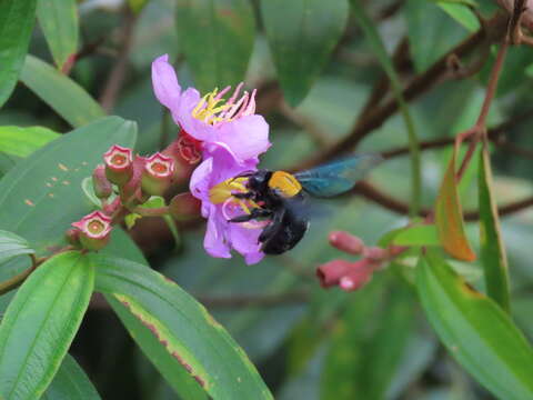 Plancia ëd Xylocopa flavonigrescens Smith 1854