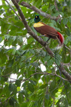 Image of Red Bird-of-Paradise