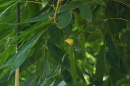 Image of Yellow-bellied Warbler