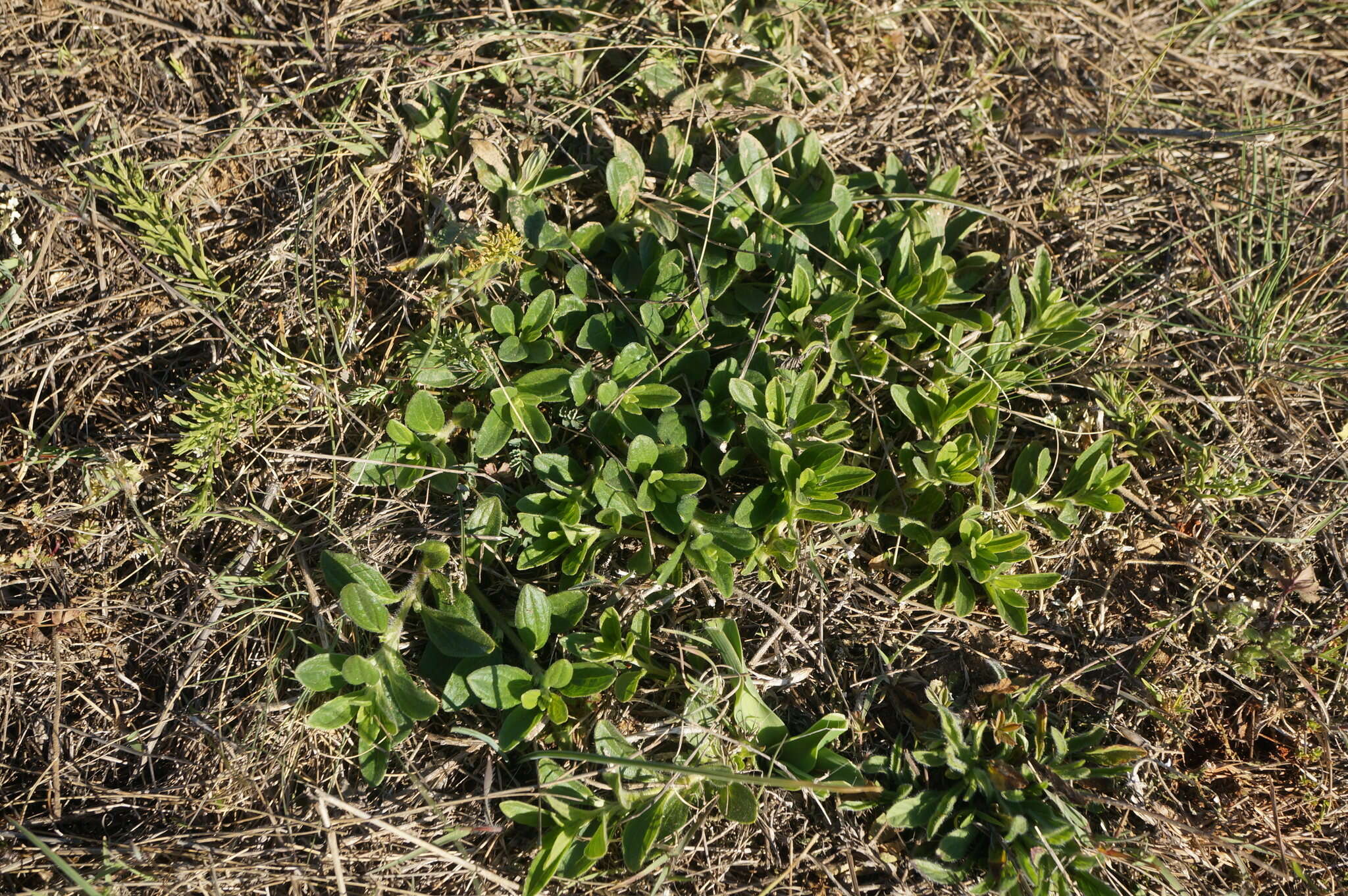 Image of Ajuga salicifolia (L.) Schreb.