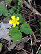 Ranunculus hispidus var. nitidus (Ell.) T. Duncan的圖片