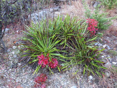 Image of Texas yucca