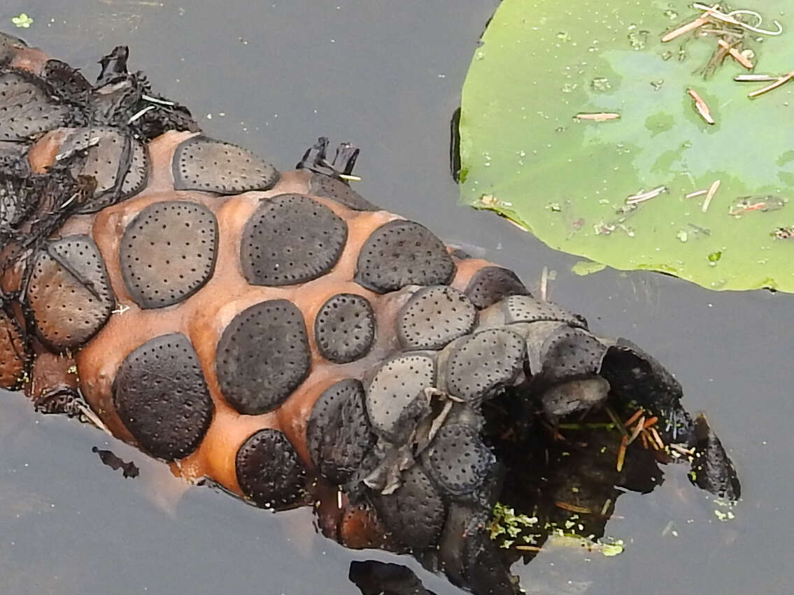 Image de Nuphar polysepala Engelm.