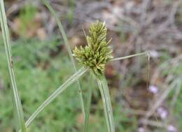 Cyperus fendlerianus Boeckeler的圖片