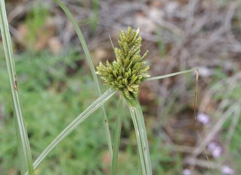 Image of Fendler's flatsedge