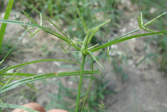 Image of Cyperus zollingeri Steud.