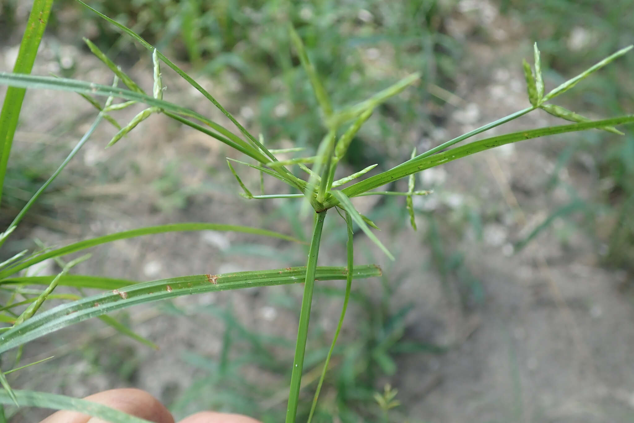 Imagem de Cyperus zollingeri Steud.