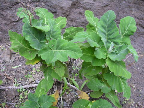 Imagem de Salvia broussonetii Benth.