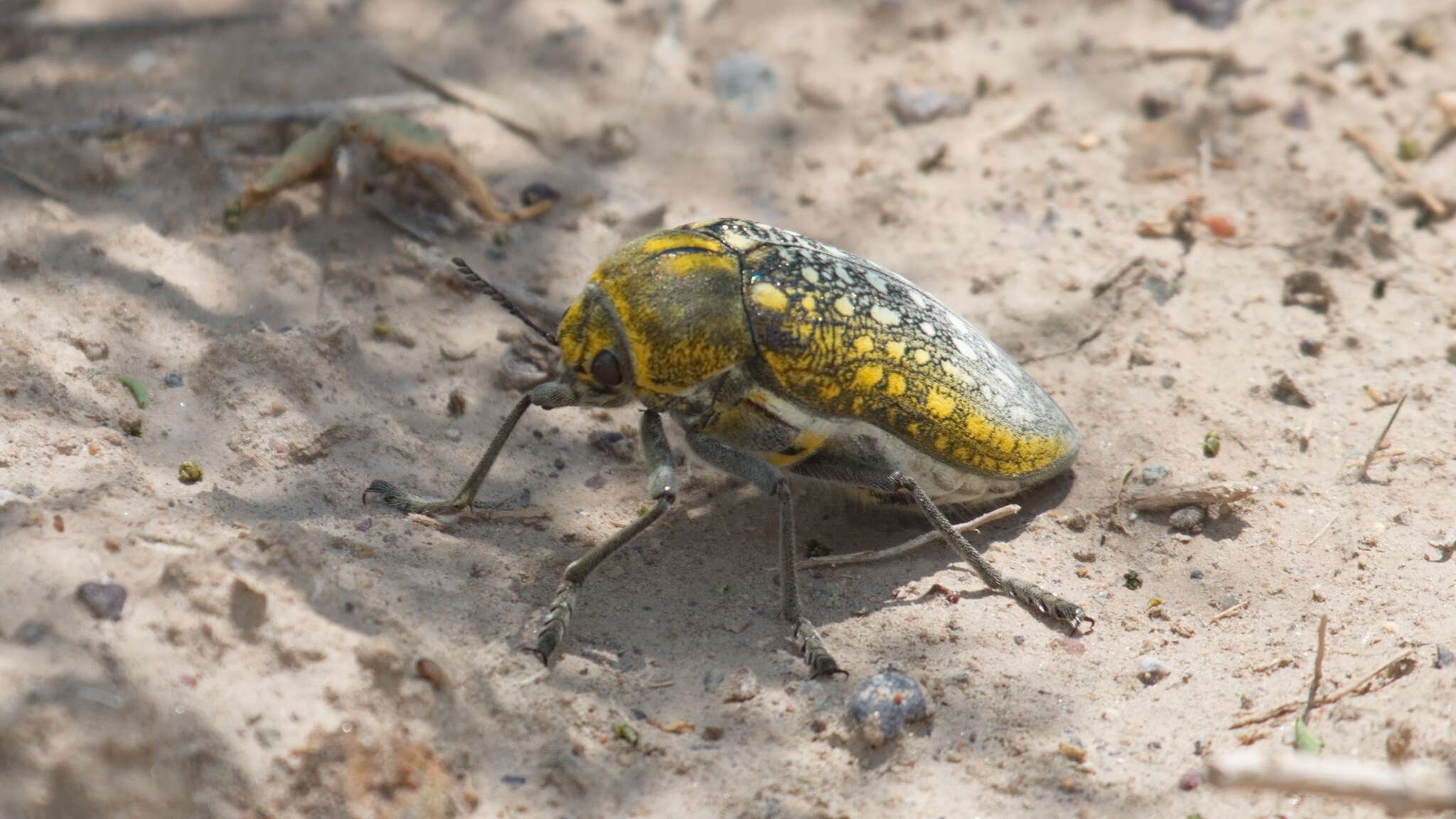 Image of Julodis variolaris (Pallas 1773)