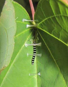 Image of Redbud Leaffolder