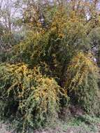 Image of Mealy False Acacia