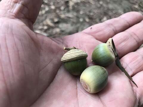 Image of Quercus hypophaea Hayata