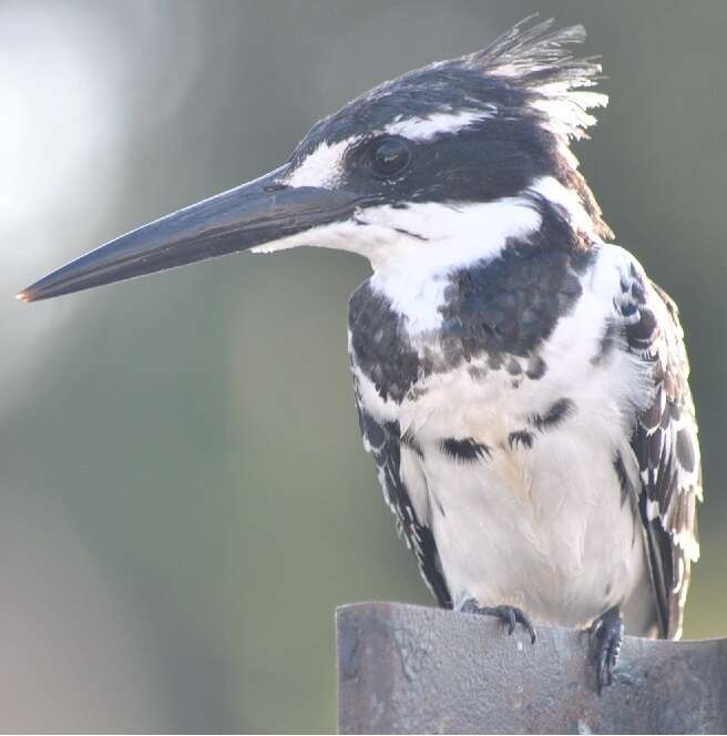 Image of Ceryle rudis rudis (Linnaeus 1758)