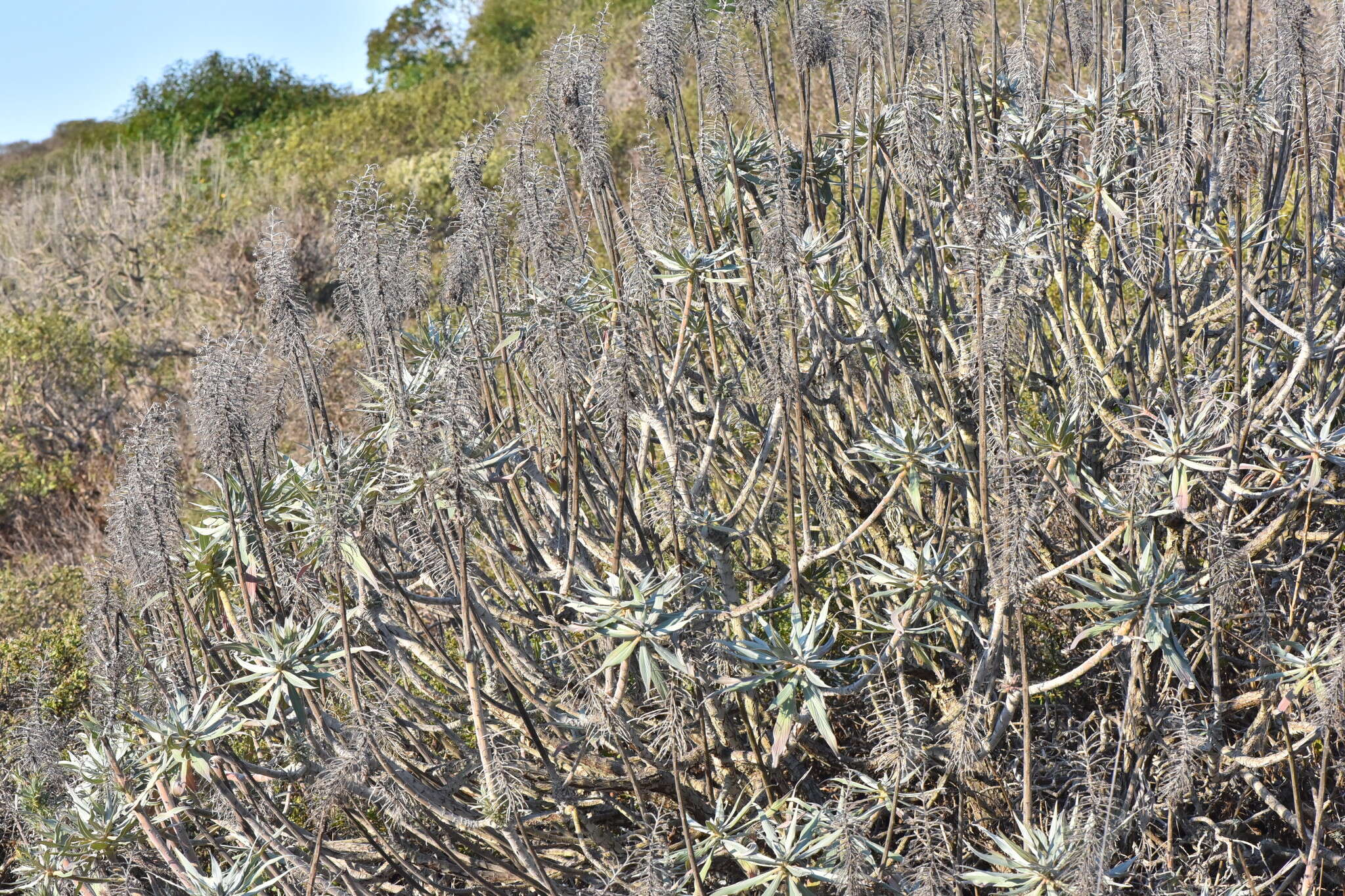 Imagem de Echium candicans L. fil.