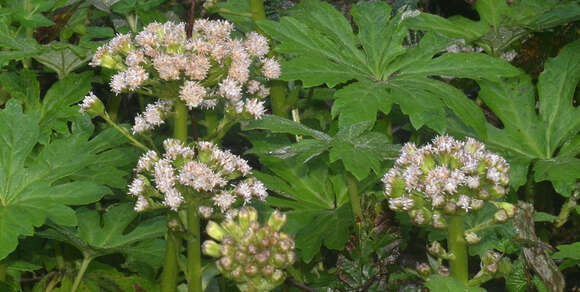 Petasites frigidus var. palmatus (Ait.) Cronq.的圖片