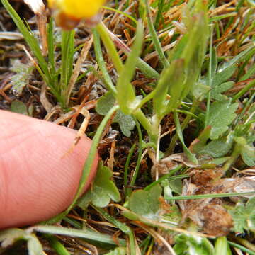 Image of Northern Buttercup