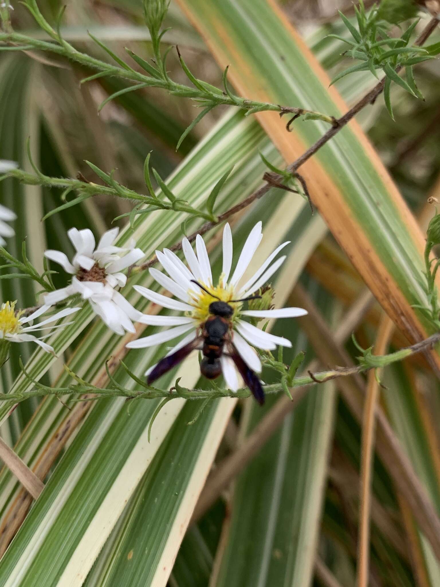 Image of Parancistrocerus histrio (Lepeletier 1841)