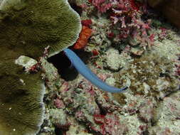 Image of Blacktail goby