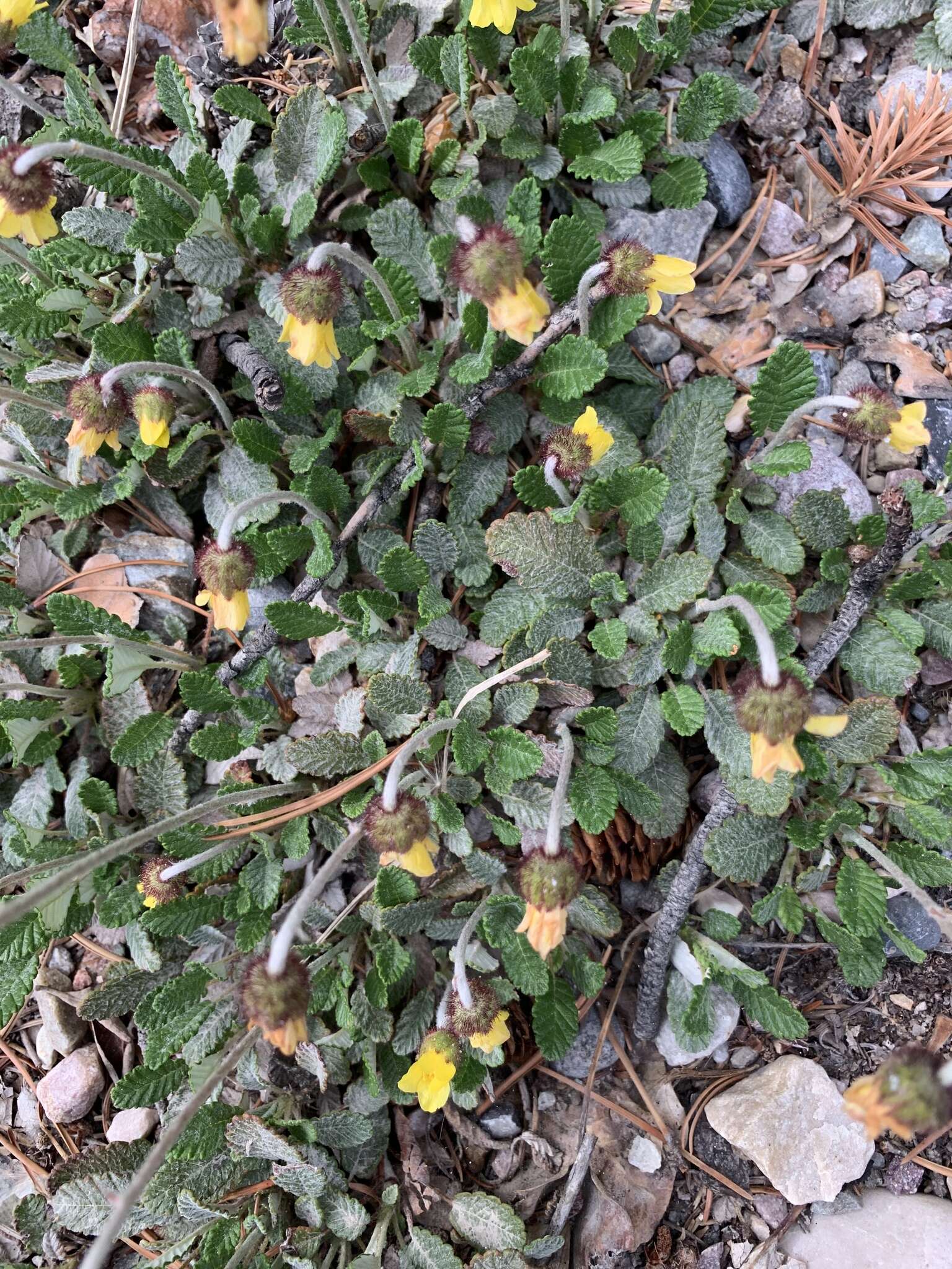 Image of Drummond's mountain-avens