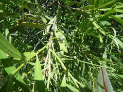 Image of Alectryon oleifolius subsp. canescens S. Reyn.