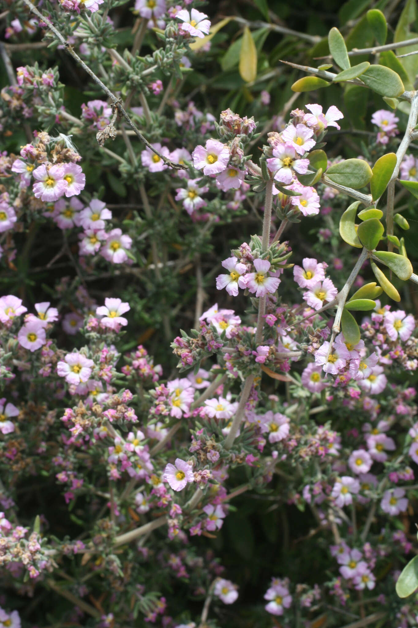 Image de Frankenia corymbosa Desf.