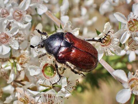 Imagem de Bisallardiana gymnopleura (Fischer von Waldheim 1823)