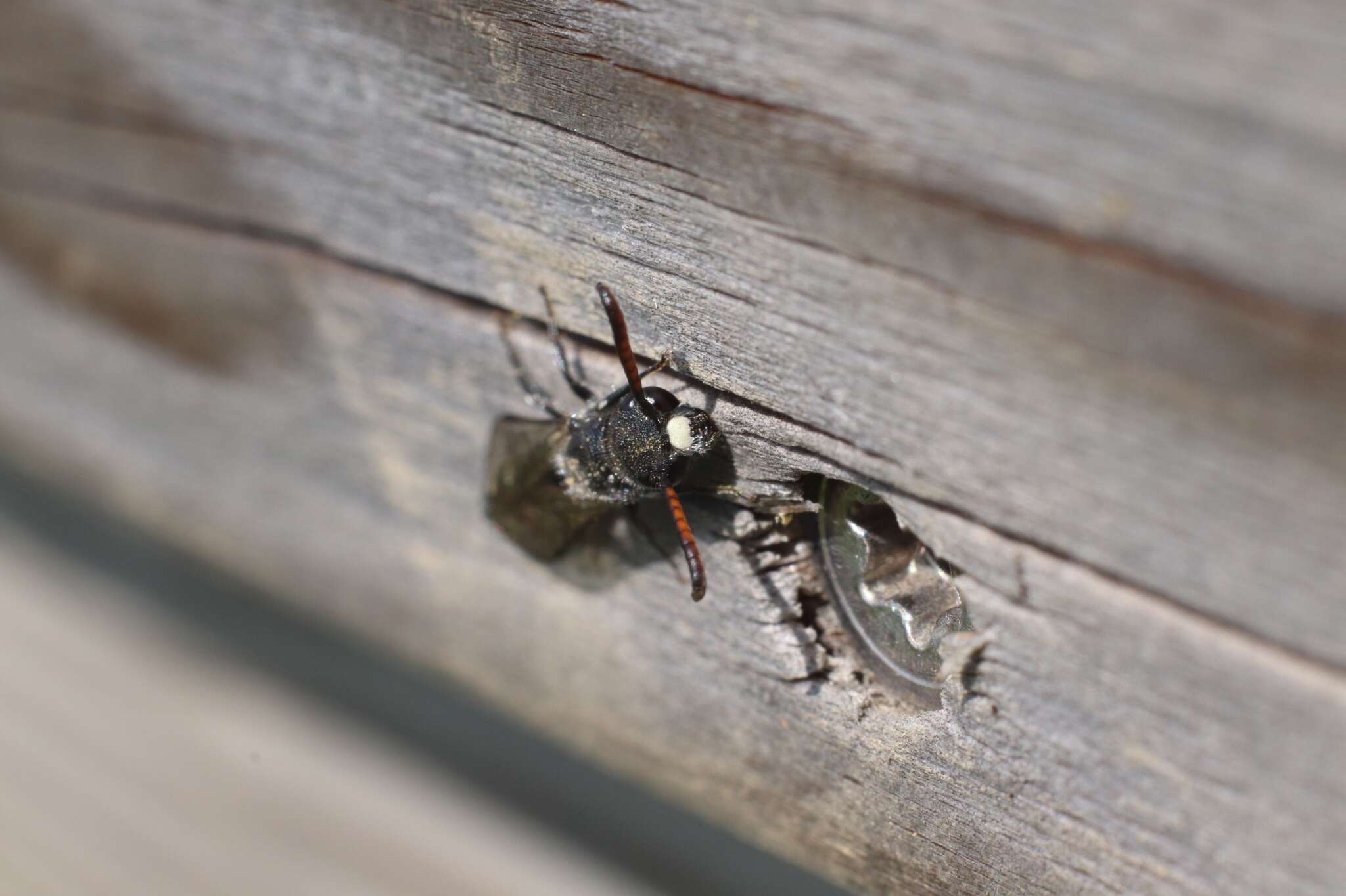 Image of Sapyga quinquepunctata (Fabricius 1781)