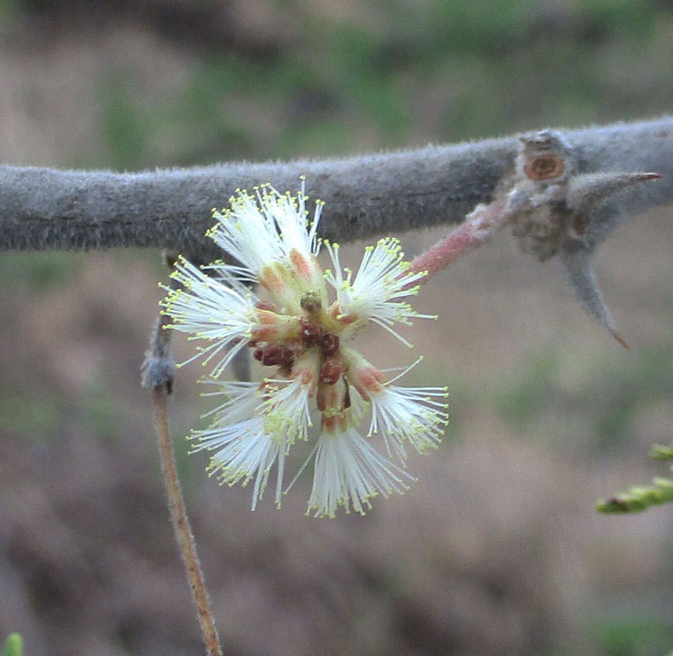 Vachellia hebeclada (DC.) Kyal. & Boatwr. resmi