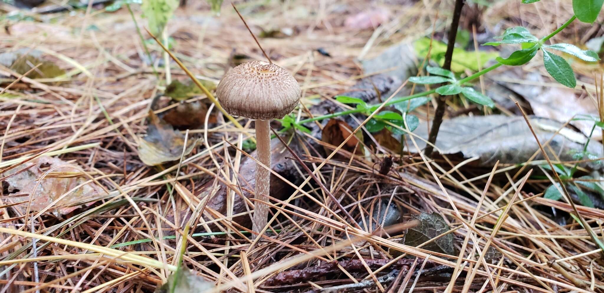 صورة Inocybe griseoscabrosa (Peck) Earle 1903