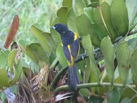 Image of Black-cowled Oriole