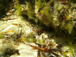 Image of Common Weedfish