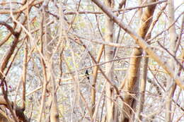 Image of Golden-crowned Emerald